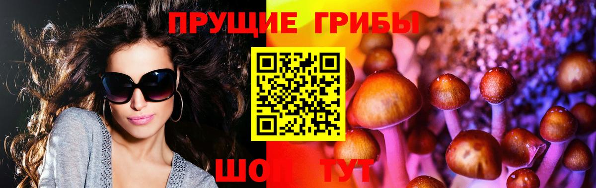 Псилоцибиновые грибы Psilocybe  Вход с VPN  Всеволожск 